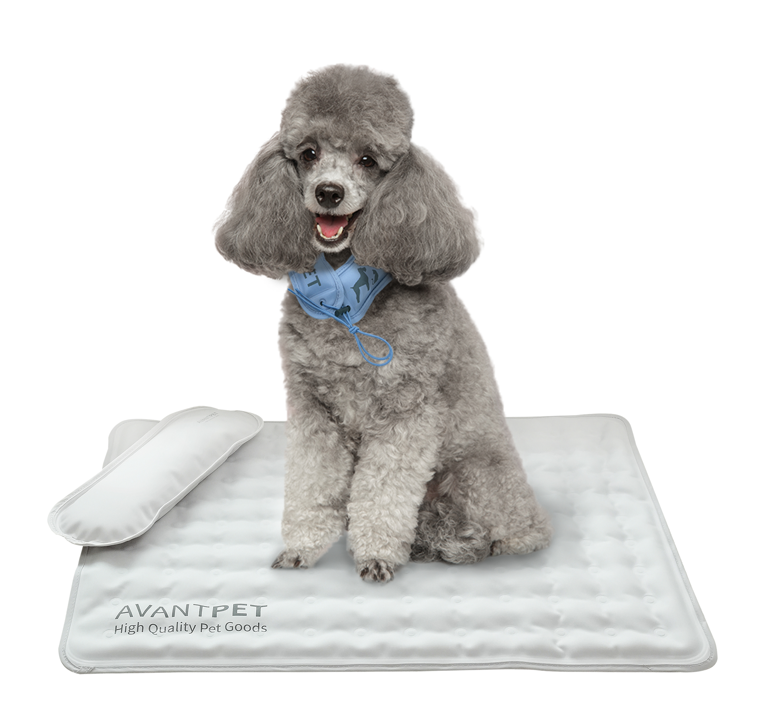 푸들_메인이미지_목업