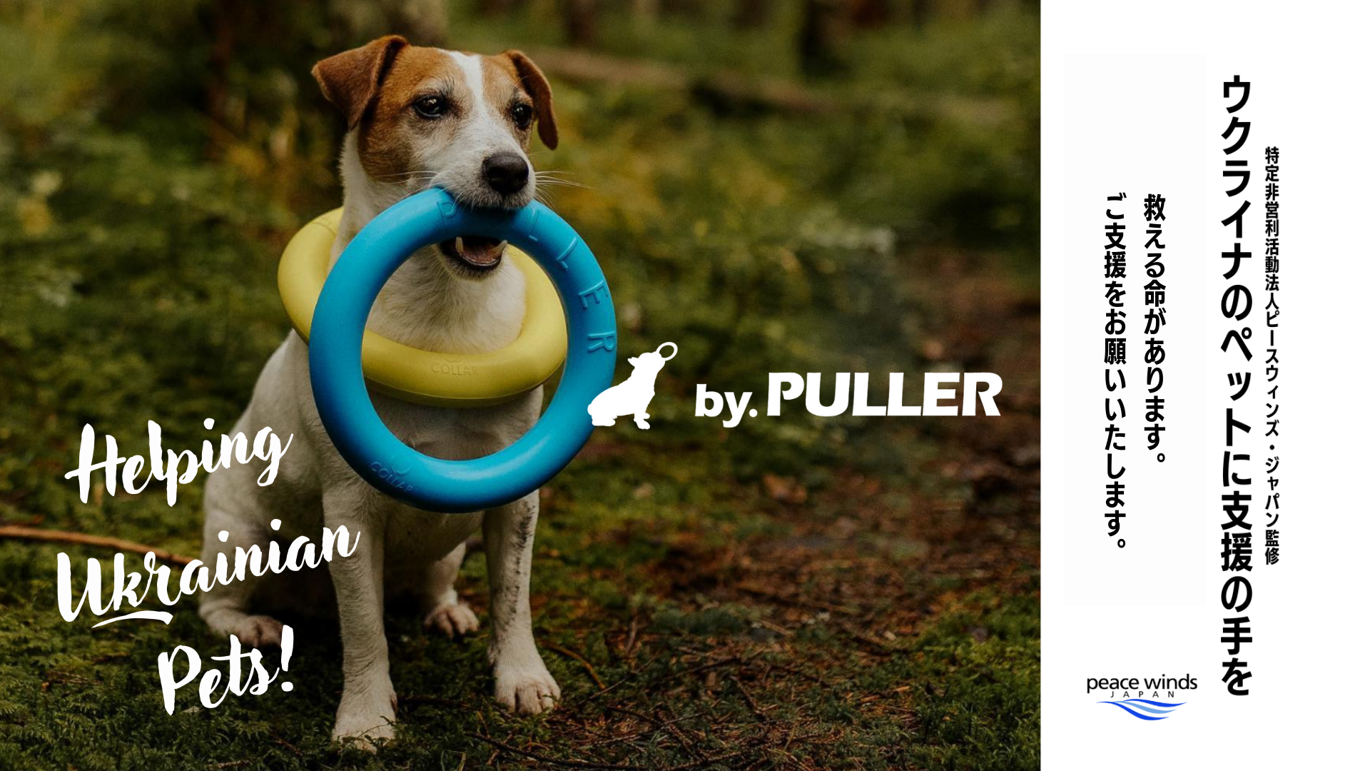 Helping Ukrainian Pets! - 1